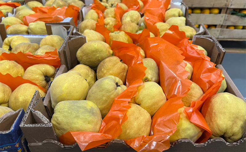 Mele cotogne - Sicilia - 1,00 euro al chilogrammo